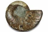 Cut & Polished Ammonite Fossil (Half) - Madagascar #323304-1